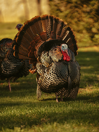Turkey
